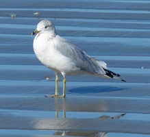 Ring-billed Gull